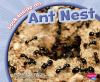 Look_inside_an_ant_nest