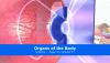 Organs_of_the_body